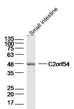 C2orf54 Rabbit Polyclonal Antibody