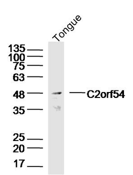 C2orf54 Rabbit Polyclonal Antibody