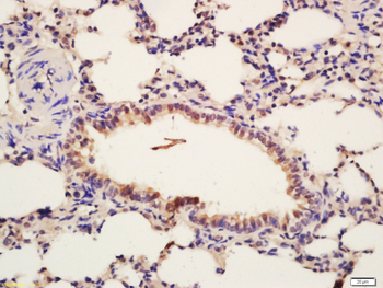 C2orf54 Rabbit Polyclonal Antibody