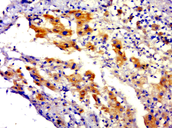 C4orf51 Rabbit Polyclonal Antibody