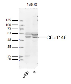 C6orf146 Rabbit Polyclonal Antibody