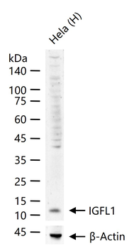 IGFL1 Rabbit Polyclonal Antibody