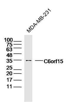 C6orf15 Rabbit Polyclonal Antibody
