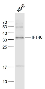 IFT46 Rabbit Polyclonal Antibody