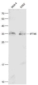 IFT46 Rabbit Polyclonal Antibody