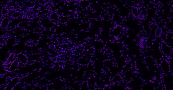 Histone H3 Mouse Monoclonal Antibody (BF647)
