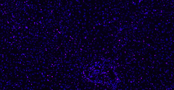 Histone H3 Mouse Monoclonal Antibody (BF647)