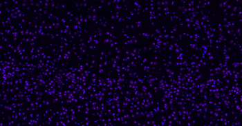 Histone H3 Mouse Monoclonal Antibody (BF647)