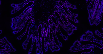 Histone H3 Mouse Monoclonal Antibody (BF647)