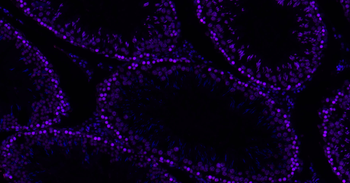 Histone H3 Mouse Monoclonal Antibody (BF647)