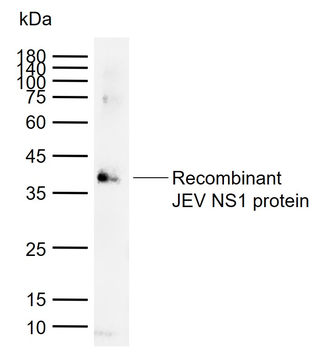 JEV NS1 Rabbit Polyclonal Antibody
