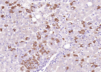 FLRT3 Rabbit Polyclonal Antibody