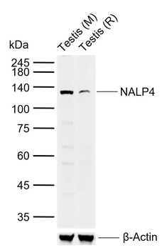 NALP4 Rabbit Polyclonal Antibody