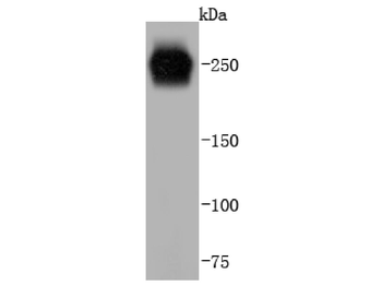 VWF Recombinant Rabbit Monoclonal Antibody