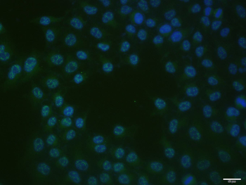 C-jun Mouse Monoclonal Antibody