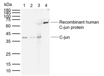 C-jun Mouse Monoclonal Antibody