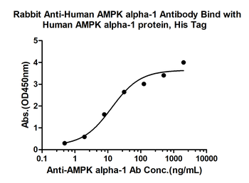 AMPK alpha-1 Rabbit Polyclonal Antibody