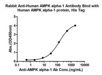 AMPK alpha-1 Rabbit Polyclonal Antibody