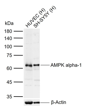 AMPK alpha-1 Rabbit Polyclonal Antibody