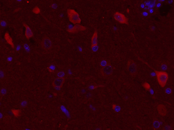 Dopamine D3 receptor Rabbit Polyclonal Antibody (BF594)