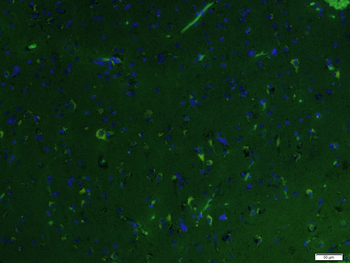 RhoA Rabbit Polyclonal Antibody (BF488)