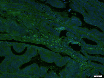 RhoA Rabbit Polyclonal Antibody (BF488)