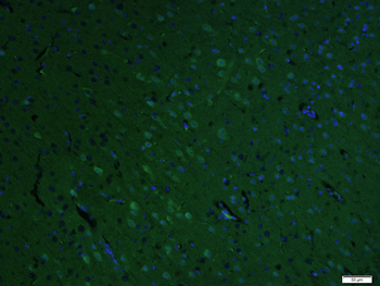 RhoA Rabbit Polyclonal Antibody (BF488)