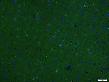 RhoA Rabbit Polyclonal Antibody (BF488)