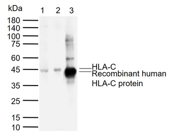 HLA-C Antibody