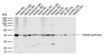 Citrate synthase Mouse Monoclonal Antibody