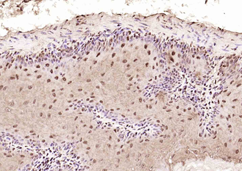 COPS2 Rabbit Polyclonal Antibody