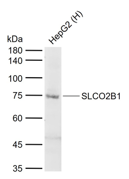 SLCO2B1 Rabbit Polyclonal Antibody