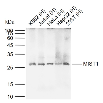 BHLHA15 Mouse Monoclonal Antibody
