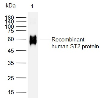 Interleukin-1 receptor-like 1/ST2 Mouse Monoclonal Antibody
