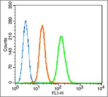 Caspase-9 p10 Rabbit Polyclonal Antibody