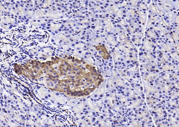 Caspase-9 p10 Rabbit Polyclonal Antibody