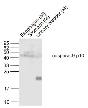Caspase-9 p10 Rabbit Polyclonal Antibody
