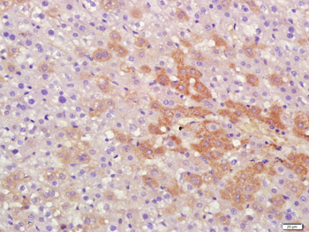 Protein S Rabbit Polyclonal Antibody