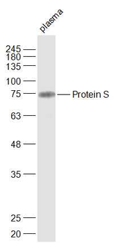 Protein S Rabbit Polyclonal Antibody