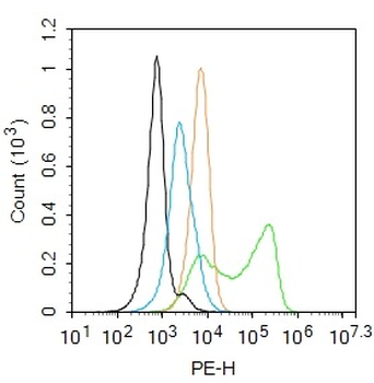 CTH Rabbit Polyclonal Antibody