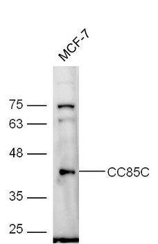 CC85C Rabbit Polyclonal Antibody
