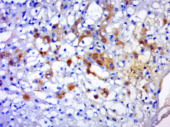 RNF156 Rabbit Polyclonal Antibody