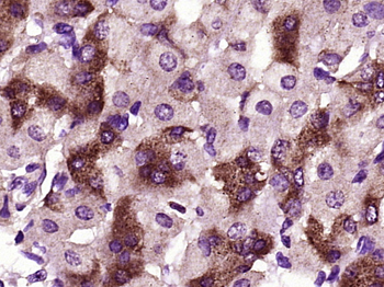 RNF128 Rabbit Polyclonal Antibody
