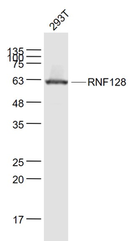 RNF128 Rabbit Polyclonal Antibody