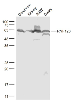 RNF128 Rabbit Polyclonal Antibody