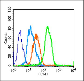 CD8 Rabbit Polyclonal Antibody