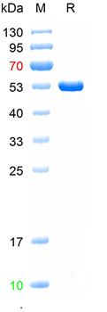 Recombinant human GFAP protein, N-His