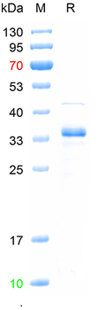 Recombinant mouse neurogenin 3 protein, His
