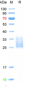 Recombinant human CD34 protein, C-His (HEK293)