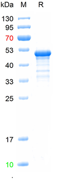 Recombinant human Neurofascin protein, C-His (HEK293)